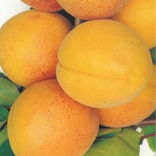 PIANTA DA FRUTTO ALBICOCCA