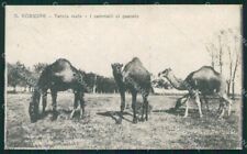 Pisa San Rossore Cammelli RIFILATA cartolina WX1243