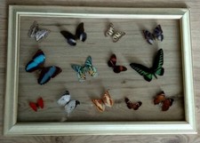 Farfalle - Allestimento tassidermico a parete