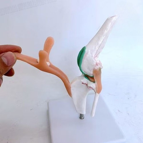 Modello scheletro ginocchio