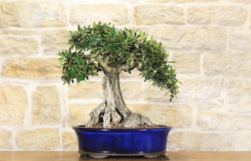 Bonsai olivo - di, (149)