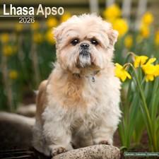 Calendario Lhasa Apso 2026 | Regalo Razza Cane Parete 15% SCONTO MULTI ORDINI
