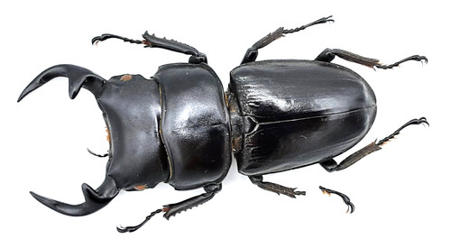 Lucanidae dorcus grandis - dorcus,