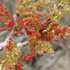 Pianta di Pistacchio Maschio