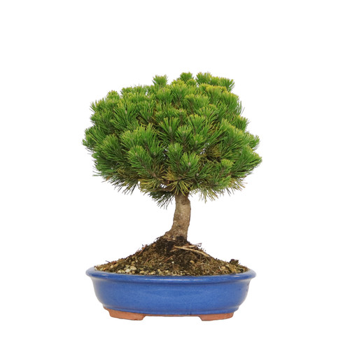 Kentis bonsai pino mugo - -, di