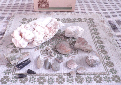 Collezione conchiglie fossili - collezione,