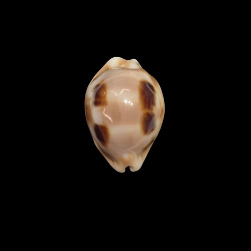 Conchiglia shell cypraea - conchiglia,