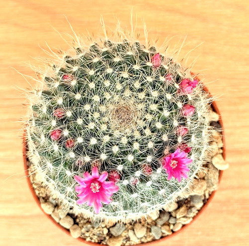 Mammillaria hahniana pot - hahniana,