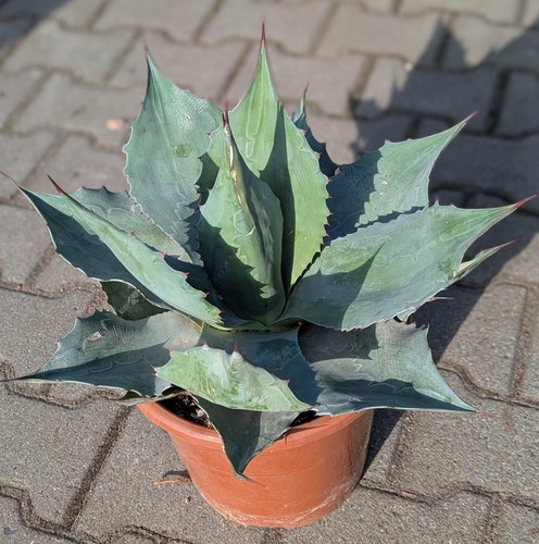 Agave ovatifolia grande - agave,