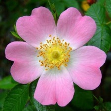 Rosa selvatica "Rosa canina"