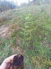 Piante Di Asparago Selvatico