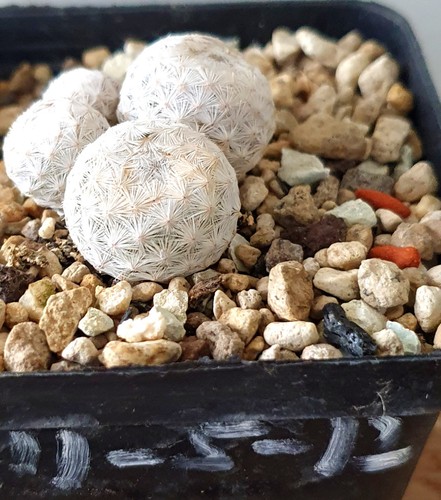 Mammillaria herrerae - mammillaria,