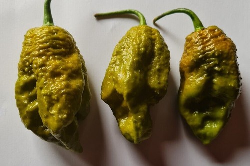 Semi peperoncino big mama - peperoncino,