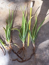 Lotto di piante di aloe vera