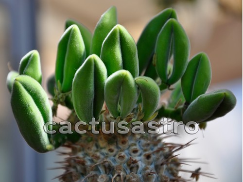 Pachypodium namaquanum - , 20