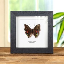 Green Baron Butterfly In Box