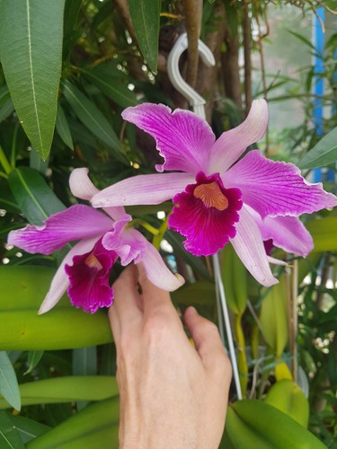 Cattleya purpurata var