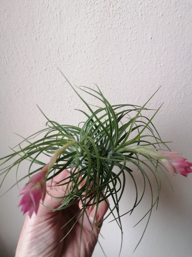 Tillandsia stricta