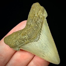 Otodus Angustidens 2,22" dente