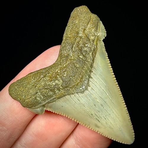 Otodus angustidens dente - angustidens, 2,22"