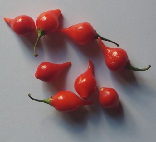 Semi peperoncino - semi, di