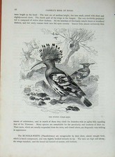 Original Old Antique Print