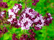 100 Maggiorana SEMI seeds sementi orto ortaggio marjoram vegetable