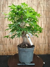 Bonsai di Acero Yamamomijii h