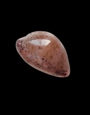 SHELL CONCHIGLIA CYPRAEA LURIA