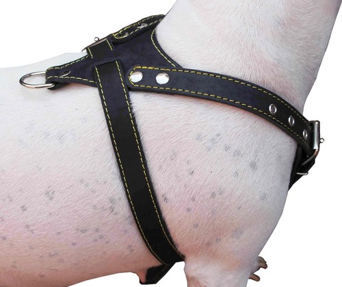 Imbracatura per cani vera - per, in