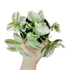 Tradescantia brightness Erba