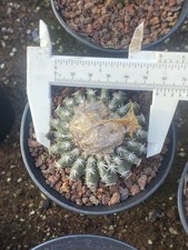 Discocactus woutersianus - , x
