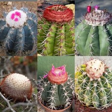 Semillas melocactus - 20,