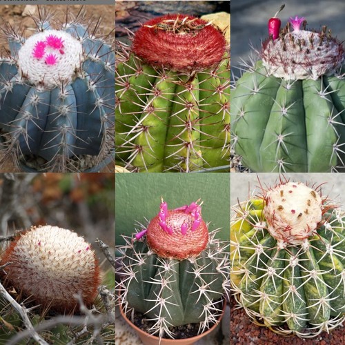 Semillas melocactus - semillas,