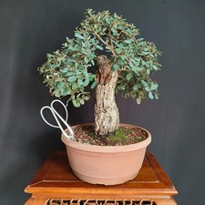 PRE BONSAI ESEMPLARE DI