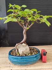 bonsai  di carpino   h 31 cm visita il negozio