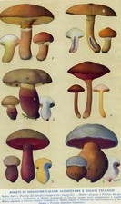 Funghi boleti commestibili e - funghi.,