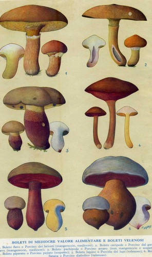 Funghi boleti commestibili e - funghi.,