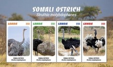 Gambia 2020 - Somali Ostrich