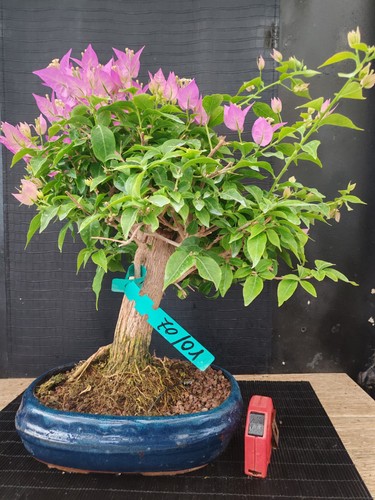 Bonsai bouganvillea 42 - bouganvillea,