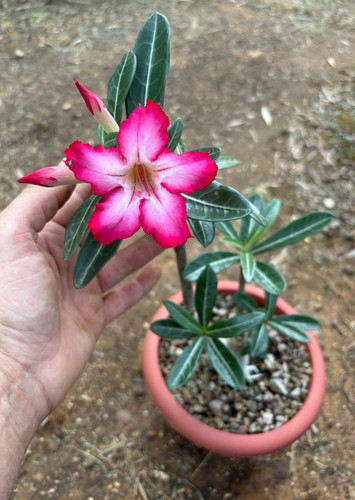 Adenium obesum apocynaceae - -,