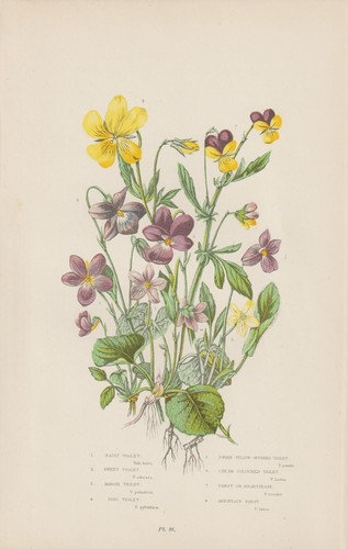 Violetta violine vari motivi