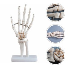 Scheletro della mano