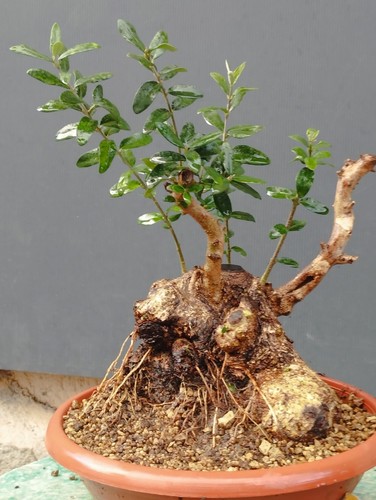 Bonsai olivastro - bonsai,
