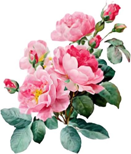 Adesivo vinile colorato - , rosa