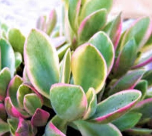 Crassula ovata tricolor - ovata,