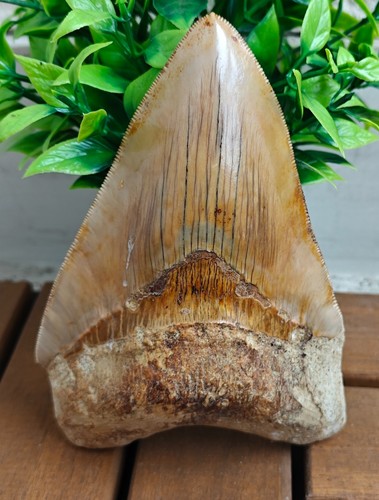 Dente megalodonte naturale - megalodonte,