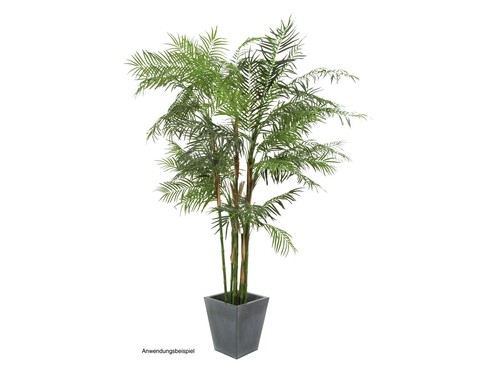 Europalms palma cycas - palma,