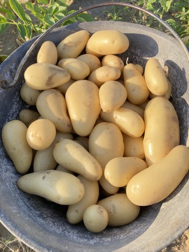 Patate novelle nuovo raccolto - novelle,