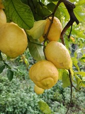 Limoni Non Trattati Puglia
